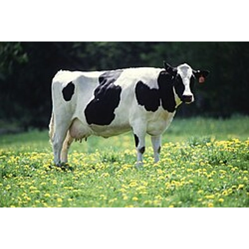 Milk Original